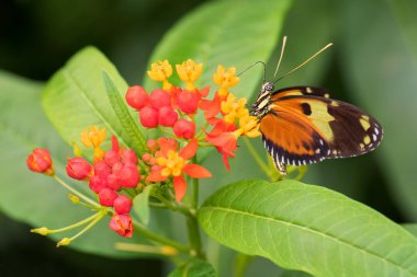 Tiger Heliconian - Heliconius ismenius, güzel renkli fırça ayağı kelebeği Orta ve Güney Amerika çayırlarından, Ekvador.