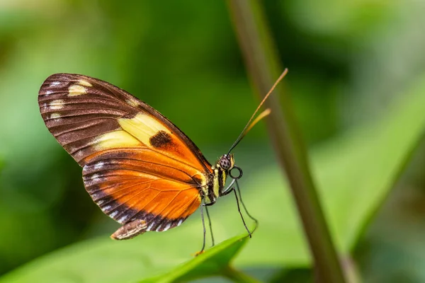 Tiger Heliconian Heliconius Ismenius Překrásný Barevný Motýl Luk Střední Jižní — Stock fotografie