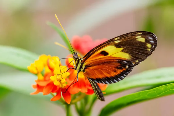 Tiger Heliconian Heliconius Ismenius Beautiful Colored Brushfoot Butterfly Central South — Stock Photo, Image