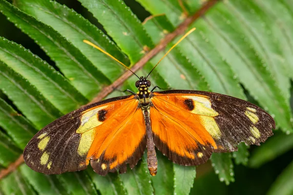Tiger Heliconian Heliconius Ismenius Vacker Färgad Penselfot Fjäril Från Central — Stockfoto
