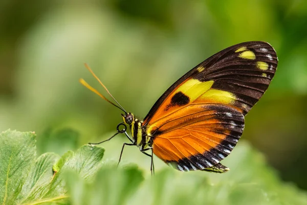 Tiger Heliconian Heliconius Ismenius Bela Borboleta Pincelada Colorida Dos Prados — Fotografia de Stock