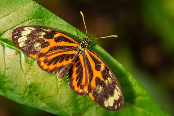 Tiger Heliconian Heliconius Ismenius Hermosa Mariposa Color Cepillo Los Prados — Foto de Stock