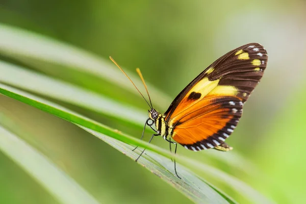 Tiger Heliconian Heliconius Ismenius Beautiful Colored Brushfoot Butterfly Central South — Stock Photo, Image