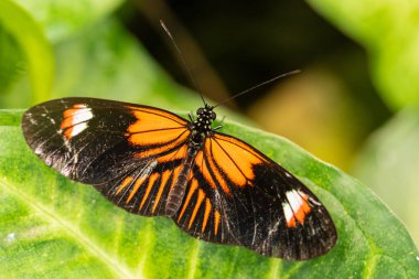 Yaygın Postacı - Heliconius Melpomene, güzel renkli fırça ayağı kelebeği Orta Amerika çayırlarından ve ormanlarından, Meksika.