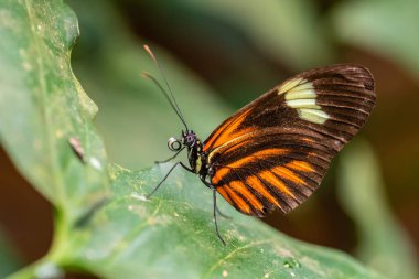 Yaygın Postacı - Heliconius Melpomene, güzel renkli fırça ayağı kelebeği Orta Amerika çayırlarından ve ormanlarından, Meksika.