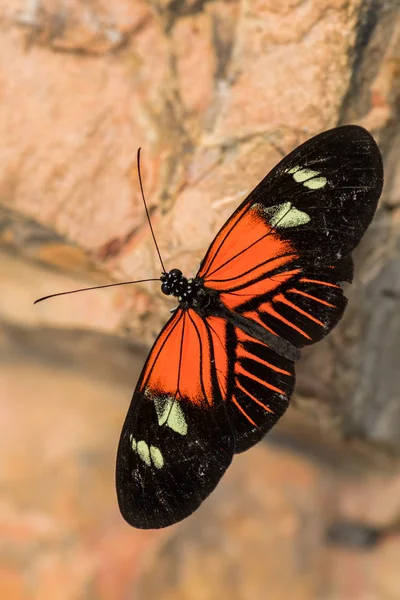 Cartero Común Heliconius Melpomene Hermosa Mariposa Del Pie Cepillo Colores — Foto de Stock