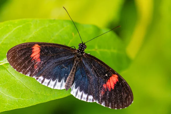 Zwykły Listonosz Heliconius Melpomene Piękny Kolorowy Motylek Łąk Lasów Ameryki — Zdjęcie stockowe