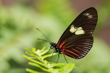 Sara Longwing - Heliconius Sara, Orta ve Güney Amerika çayırlarından güzel renkli fırça ayağı kelebeği, Ekvador.