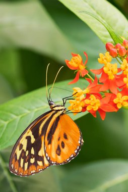 Harmonia kaplanı - Tithorea armonisi, Orta ve Güney Amerika çayırlarından güzel renkli fırça ayağı kelebeği, Ekvador.