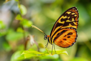 Harmonia kaplanı - Tithorea armonisi, Orta ve Güney Amerika çayırlarından güzel renkli fırça ayağı kelebeği, Ekvador.