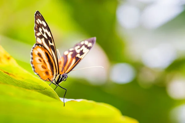 Harmonia Tygrys Tithorea Harmonia Piękne Kolorowe Pędzelkowe Motyle Łąk Środkowej — Zdjęcie stockowe