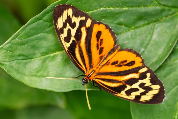 Harmonia Tiger Tithorea Harmonia Vacker Färgad Penselfot Fjäril Från Centrala — Stockfoto