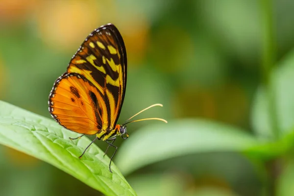 Harmonia Tiger Tithorea Harmonia Beautiful Colored Brushfoot Butterfly Central South — Stock Photo, Image