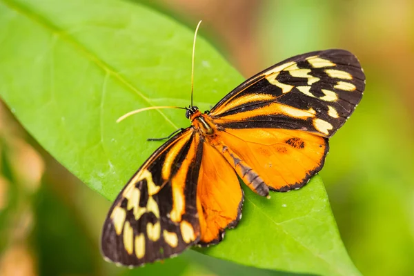 Harmonia Tiger Tithorea Harmonia Beautiful Colored Brushfoot Butterfly Central South — Stock Photo, Image