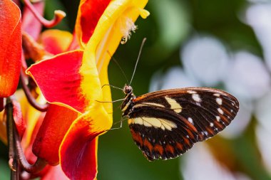 Tigerwing - Mechanitis sp., Orta ve Güney Amerika çayırlarından güzel renkli fırça ayağı kelebeği, Ekvador.