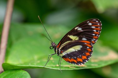 Tigerwing - Mechanitis sp., Orta ve Güney Amerika çayırlarından güzel renkli fırça ayağı kelebeği, Ekvador.