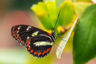 Tigerwing - Mechanitis sp., Orta ve Güney Amerika çayırlarından güzel renkli fırça ayağı kelebeği, Ekvador.