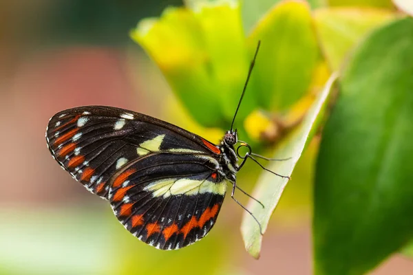 Tigerwing Mechanitis Piękny Kolorowy Motyl Pędzelkowy Łąk Ameryki Środkowej Południowej — Zdjęcie stockowe