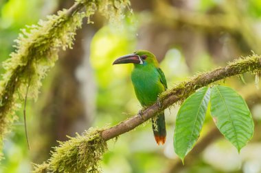 Kıpkırmızı Toucanet - Aulacorhynchus hematopygus, Güney Amerika ormanlarından güzel yeşil tukanet, Amagusa, Ekvador.