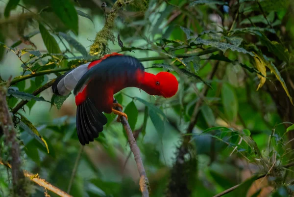 Andean Cock Rock Rupicola Peruviana Iconic Colored Bird Andean Hands — стокове фото