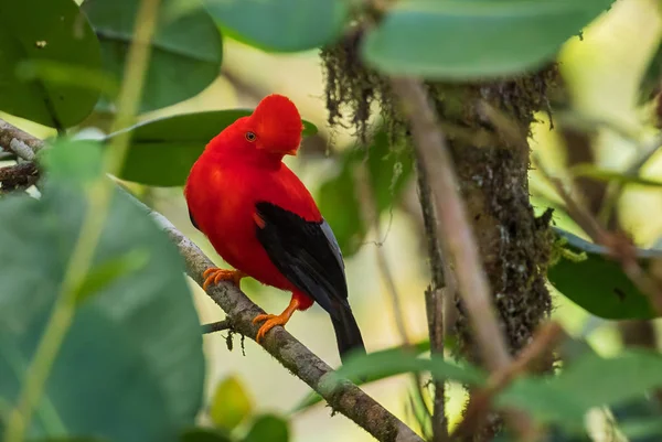 Andean Cock Rock Rupicola Peruviana Iconic Colored Bird Andean Mountains — Stock Photo, Image