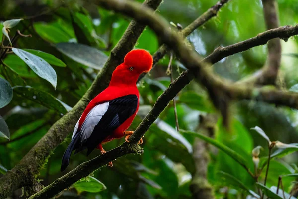 Andean Cock Rock Rupicola Peruviana Iconic Colored Bird Andean Mountains — Stock Photo, Image