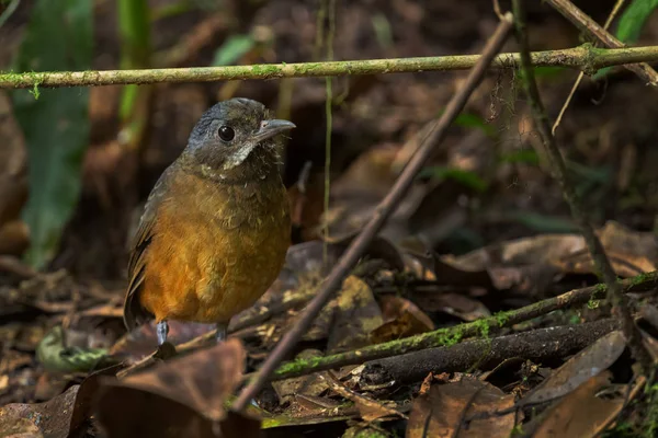 Moustached Antpitta Grallaria Alleni Special Shy Hidden Bird Andean Forests — Stock Photo, Image