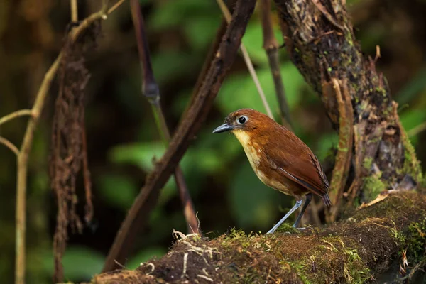 Gelbbrustantpitta Grallaria Flavotincta Spezieller Scheuer Versteckter Vogel Aus Den Andenwäldern — Stockfoto