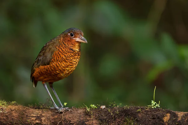 Гігантський Antpitta Grallaria Gigantea Спеціальний Сором Язливий Птах Андійських Лісів — стокове фото