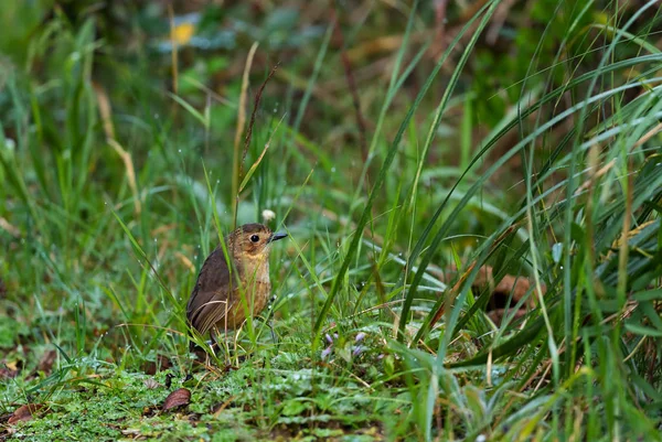 Tawny Antpitta Grallaria Quitensis Specjalny Nieśmiały Ukryty Ptak Andyjskich Lasów — Zdjęcie stockowe
