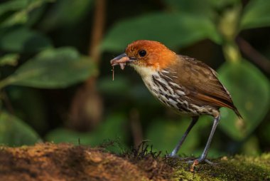 Kestane taçlı Antpitta - Grallaria ruficapilla, Andean ormanlarından, Antisana, Ekvador 'dan özel utangaç saklı kuş.