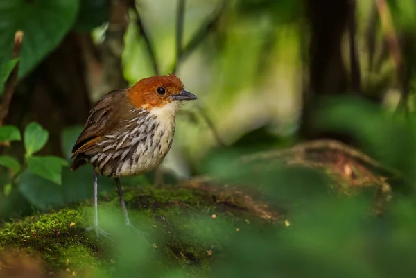 Antpitta Coroada Castanha Grallaria Ruficapilla Ave Escondida Tímida Especial Das — Fotografia de Stock