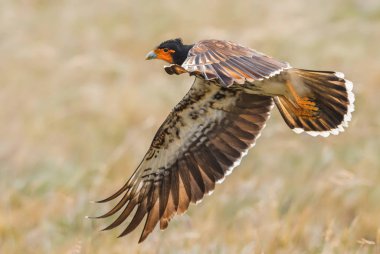 Carunculated Caracara - Phalcoboenus carunculatus, Andean Dağları, Antisana, Ekvador 'dan güzel ikonik yırtıcı kuş.