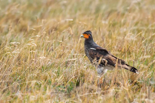 Carunculated Caracara Phalcoboenus Carunculatus Vacker Ikonisk Rovfågel Från Andinska Bergen — Stockfoto