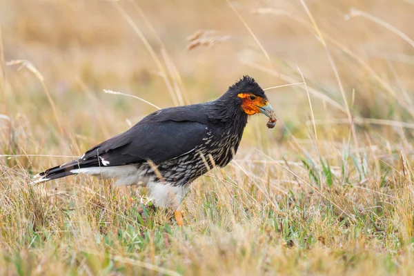 Carunculated Caracara Phalcoboenus Carunculatus Andean Dağları Antisana Ekvador Dan Güzel — Stok fotoğraf