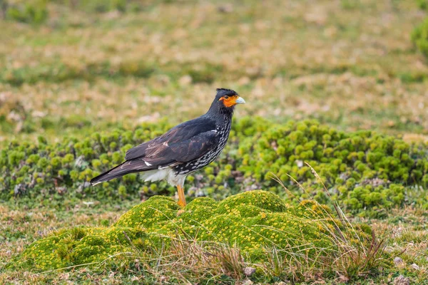 Carunculated Caracara Phalcoboenus Carunculatus Vacker Ikonisk Rovfågel Från Andinska Bergen — Stockfoto