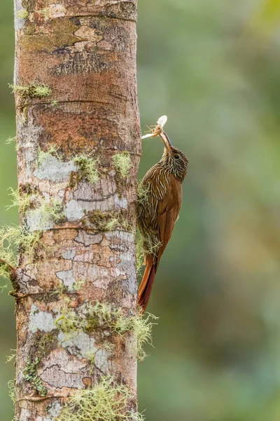 Montane Woodcreeper Lepidocolaptes Lacrymiger Bonito Woodcreeper Encostas Andinas América Sul — Fotografia de Stock