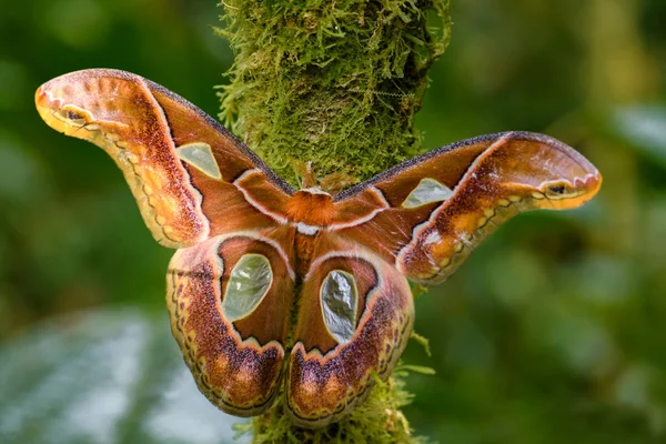 Emperor Moth Rothschildia Aricia 原产于南美洲森林的大型彩色飞蛾 产于厄瓜多尔圣伊西德罗岛的安第斯山脉东部斜坡 — 图库照片