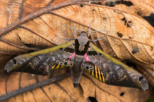 大型彩色鹰蛾 Adhemarius Sexoculata 来自南美洲森林 安第斯山脉东部斜坡 厄瓜多尔San Isidro小屋的大型特殊蛾 — 图库照片