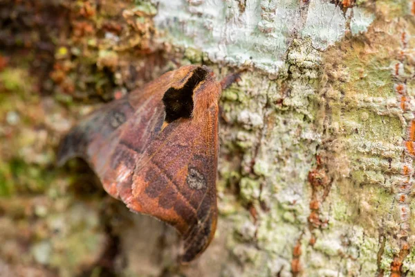 Pfauenseidenspinner Automeris Amanda Große Schöne Motte Aus Südamerikanischen Wäldern Östlichen — Stockfoto
