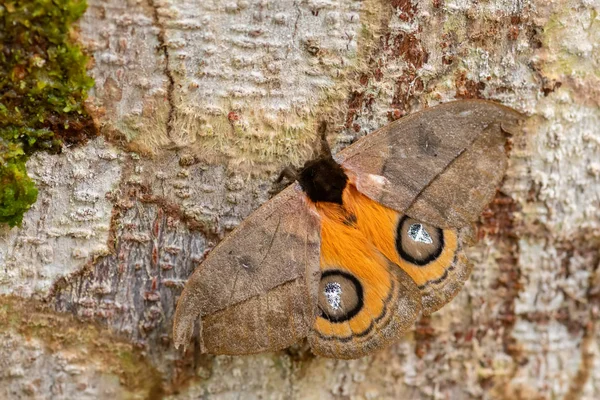 Peacock Silkmoth Automeris Amanda Stor Vacker Mal Från Sydamerika Skogar — Stockfoto