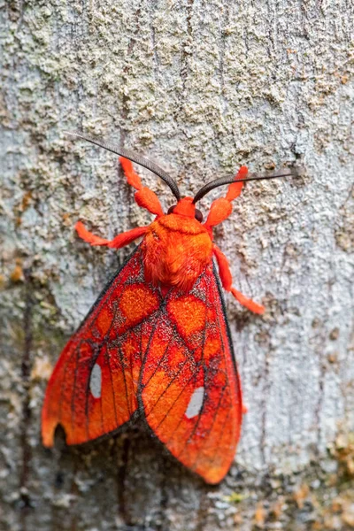 Tiger Moth Ernassa Justina Beautiful Red Moth South America Forests — Stock Photo, Image