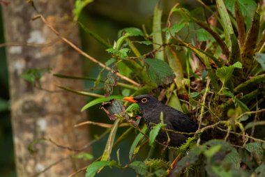 Büyük Thrush - Turdus fuscater, Güney Amerika ormanlarından büyük kahverengi ardıç kuşu, doğu And yamaçları, Guango locası, Ekvador.