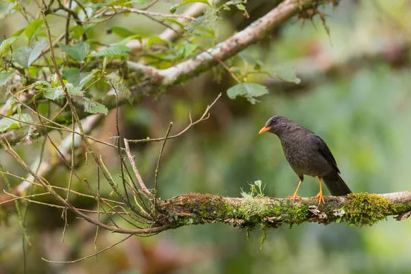 Great Thrush Turdus Fuscater Large Brown Thrush South America Forests — Stock Photo, Image