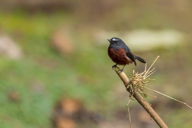 Slaty-back Chat-tyrant - Ochthoeca cinnamomeiventris, Güney Amerika ormanlarından, doğu And yamaçlarından, Guango lodge, Ekvador.