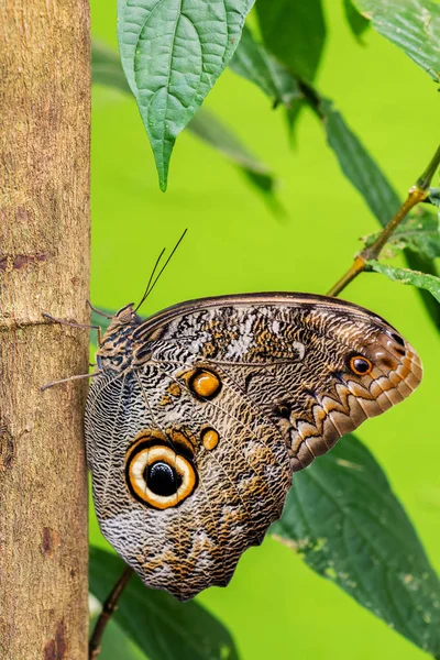 Las Gigant Sowa Caligo Eurilochus Kultowy Piękny Duży Motyl Południowoamerykańskich — Zdjęcie stockowe