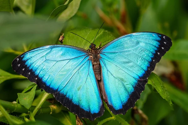 Granada Morpho Morpho Granadensis Iconic Beautiful Large Butterfly Central American — Stock Photo, Image