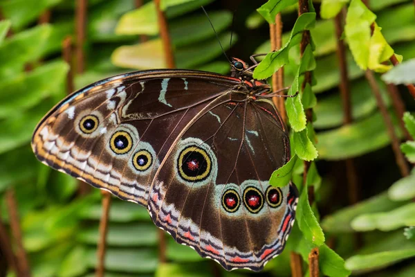 Granada Morpho Morpho Granadensis Ikonický Velkolepý Motýl Středoamerických Lesů Kostarika — Stock fotografie