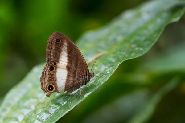 Satyrid蝶 Euptychoides Albofasciata 南アメリカの森林から美しい茶色と白の蝶 東アンデス斜面 ワイルドサマコロッジ エクアドル — ストック写真