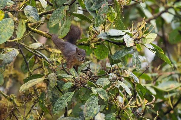 Northern Amazon Red Squirrel Sciurus Igniventris Beautiful Squirrel South America — Stock Photo, Image